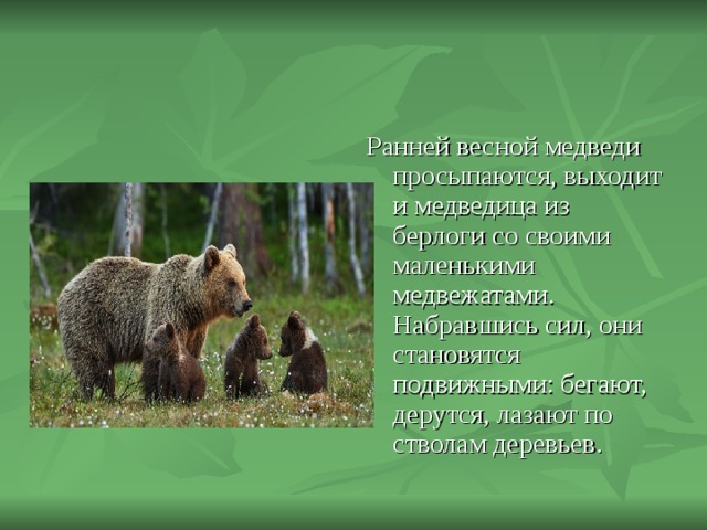 Ранней весной медведи просыпаются, выходит и медведица из берлоги со своими маленькими медвежатами. Набравшись сил, они становятся подвижными: бегают, дерутся, лазают по стволам деревьев. 