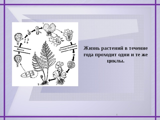 Жизнь растений в течение года проходит одни и те же циклы.