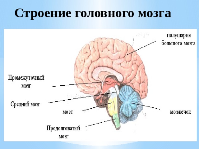  Строение головного мозга 