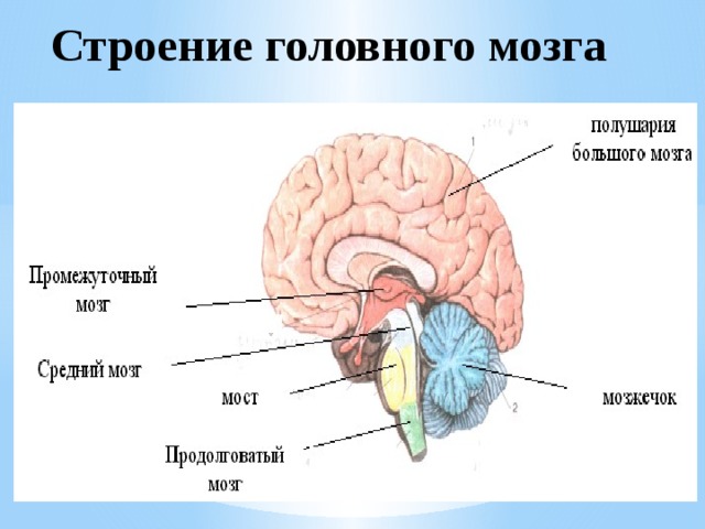 Мозга 8. Граф структура головного мозга. Морфология структур головного мозга. Мозг орла строение. Строение головного кибермозга.