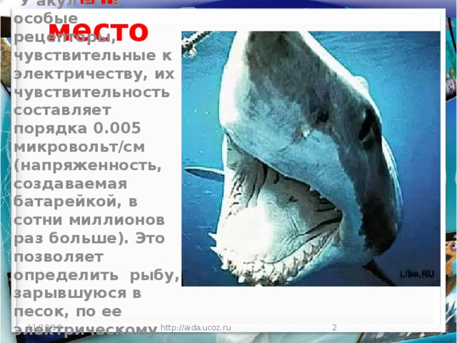 11 место  У акул есть особые рецепторы, чувствительные к электричеству, их чувствительность составляет порядка 0.005 микровольт/см (напряженность, создаваемая батарейкой, в сотни миллионов раз больше). Это позволяет определить рыбу, зарывшуюся в песок, по ее электрическому полю.   11/13/18 http://aida.ucoz.ru  