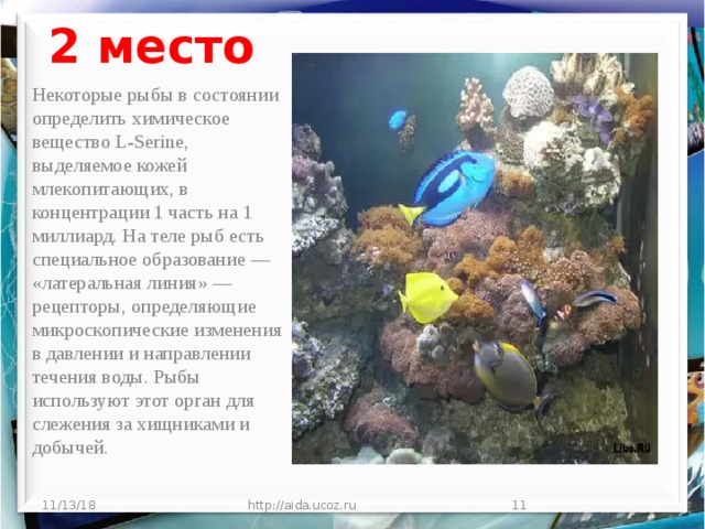 2 место Некоторые рыбы в состоянии определить химическое вещество L-Serine, выделяемое кожей млекопитающих, в концентрации 1 часть на 1 миллиард. На теле рыб есть специальное образование — «латеральная линия» — рецепторы, определяющие микроскопические изменения в давлении и направлении течения воды. Рыбы используют этот орган для слежения за хищниками и добычей. 11/13/18 http://aida.ucoz.ru  
