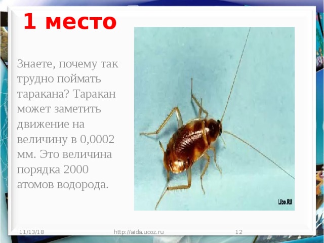 1 место Знаете, почему так трудно поймать таракана? Таракан может заметить движение на величину в 0,0002 мм. Это величина порядка 2000 атомов водорода. 11/13/18 http://aida.ucoz.ru  