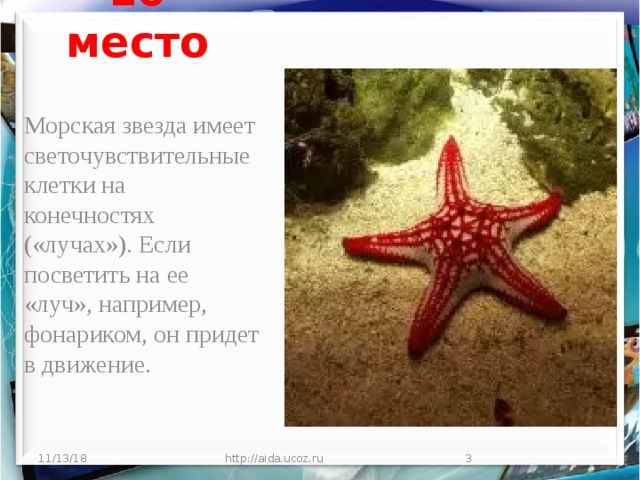 10 место Морская звезда имеет светочувствительные клетки на конечностях («лучах»). Если посветить на ее «луч», например, фонариком, он придет в движение. 11/13/18 http://aida.ucoz.ru  