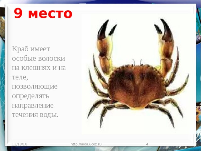 9 место Краб имеет особые волоски на клешнях и на теле, позволяющие определять направление течения воды. 11/13/18 http://aida.ucoz.ru  