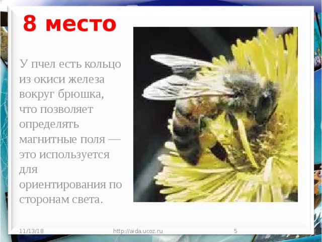 8 место У пчел есть кольцо из окиси железа вокруг брюшка, что позволяет определять магнитные поля — это используется для ориентирования по сторонам света. 11/13/18 http://aida.ucoz.ru  