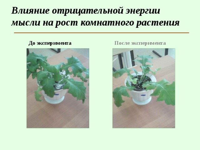 Влияние отрицательной энергии мысли на рост комнатного растения До эксперимента После эксперимента 