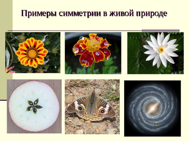 Симметрия в живой природе презентация