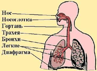 Путь воздуха при выдохе у млекопитающих схема