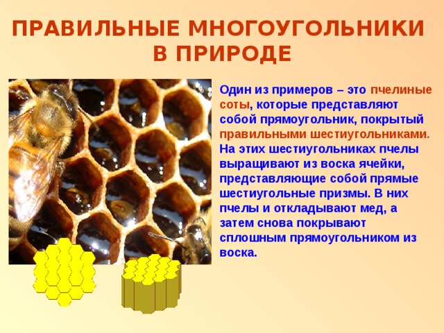 Многоугольники в природе. Правильные меого угольники в природе. Правильные многоугольники в жизни. Многоугольники в природе примеры.