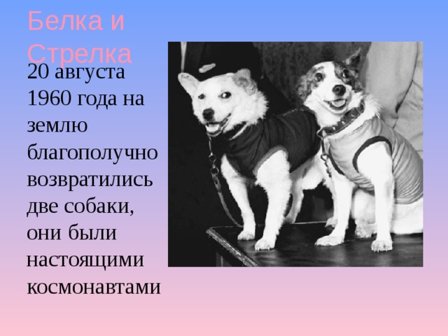 Белка и Стрелка 20 августа 1960 года на землю благополучно возвратились две собаки, они были настоящими космонавтами 
