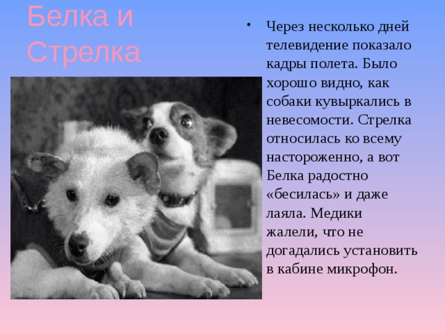 Белка и Стрелка Через несколько дней телевидение показало кадры полета. Было хорошо видно, как собаки кувыркались в невесомости. Стрелка относилась ко всему настороженно, а вот Белка радостно «бесилась» и даже лаяла. Медики жалели, что не догадались установить в кабине микрофон. 