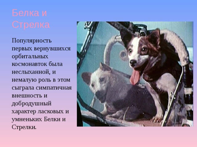 Белка и Стрелка Популярность первых вернувшихся орбитальных космонавток была неслыханной, и немалую роль в этом сыграла симпатичная внешность и добродушный характер ласковых и умненьких Белки и Стрелки. 