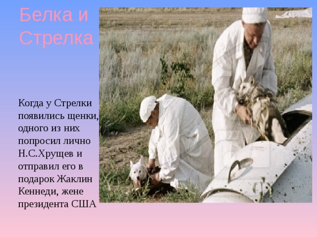 Белка и Стрелка Когда у Стрелки появились щенки, одного из них попросил лично Н.С.Хрущев и отправил его в подарок Жаклин Кеннеди, жене президента США 