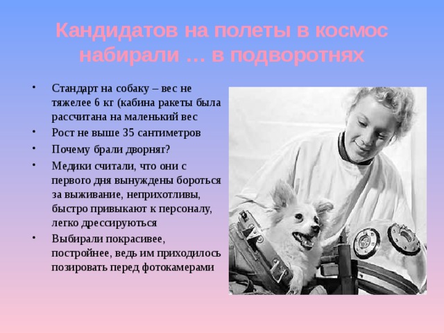 Кандидатов на полеты в космос набирали … в подворотнях Стандарт на собаку – вес не тяжелее 6 кг (кабина ракеты была рассчитана на маленький вес Рост не выше 35 сантиметров Почему брали дворняг? Медики считали, что они с первого дня вынуждены бороться за выживание, неприхотливы, быстро привыкают к персоналу, легко дрессируються Выбирали покрасивее, постройнее, ведь им приходилось позировать перед фотокамерами 