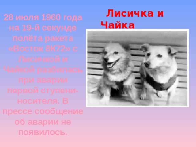 28 июля 1960 года на 19-й секунде полёта ракета «Восток 8К72» с Лисичкой и Чайкой разбилась при аварии первой ступени-носителя. В прессе сообщение об аварии не появилось.  Лисичка и Чайка 