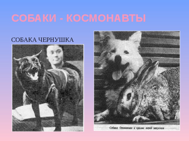 СОБАКИ - КОСМОНАВТЫ СОБАКА чЕРНУШКА 