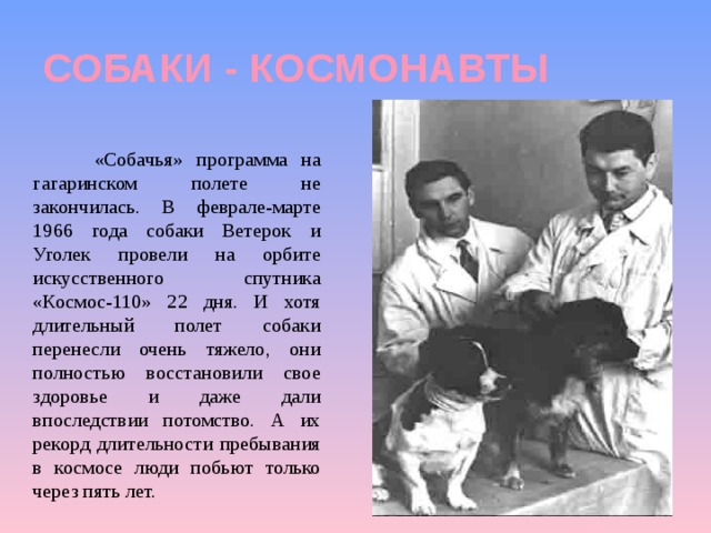 СОБАКИ - КОСМОНАВТЫ  « Собачья» программа на гагаринском полете не закончилась. В феврале-марте 1966 года собаки Ветерок и Уголек провели на орбите искусственного спутника «Космос-110» 22 дня. И хотя длительный полет собаки перенесли очень тяжело, они полностью восстановили свое здоровье и даже дали впоследствии потомство. А их рекорд длительности пребывания в космосе люди побьют только через пять лет. 