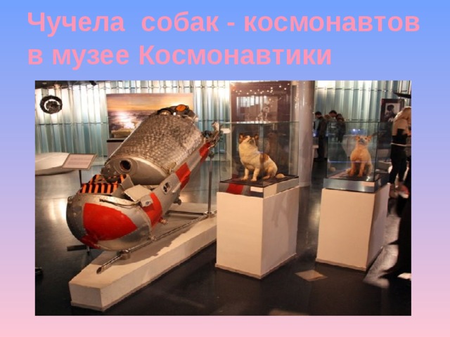 Чучела собак - космонавтов в музее Космонавтики 