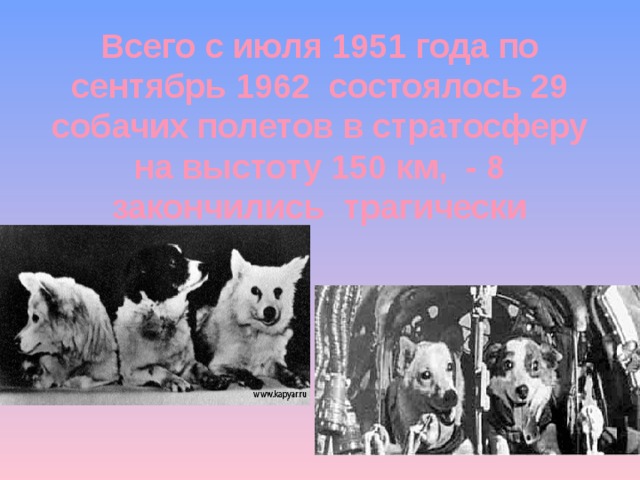Всего с июля 1951 года по сентябрь 1962 состоялось 29 собачих полетов в стратосферу на выстоту 150 км, - 8 закончились трагически 