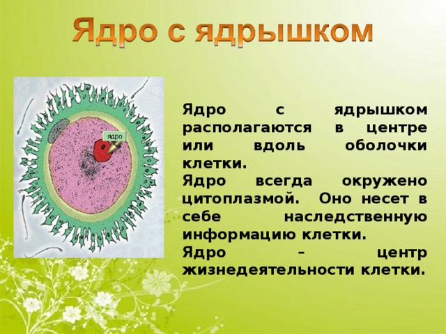Ядро с ядрышком располагаются в центре или вдоль оболочки клетки. Ядро всегда окружено цитоплазмой. Оно несет в себе наследственную информацию клетки. Ядро – центр жизнедеятельности клетки. 