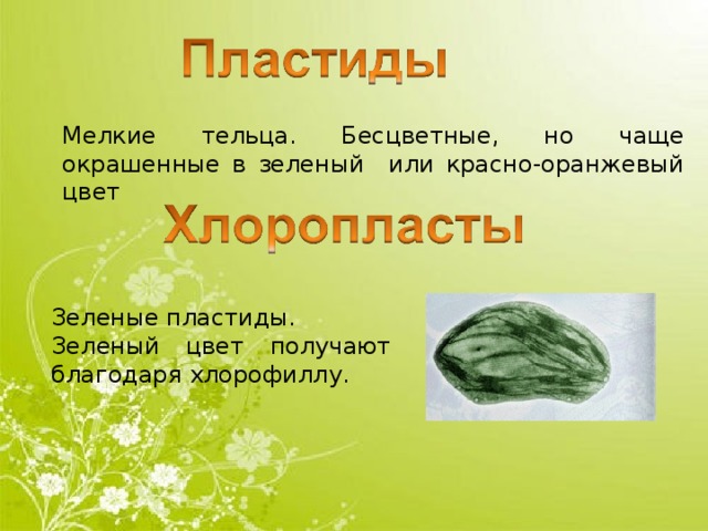 Мелкие тельца. Бесцветные, но чаще окрашенные в зеленый или красно-оранжевый цвет Зеленые пластиды. Зеленый цвет получают благодаря хлорофиллу. 