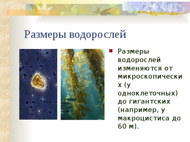 Размеры водорослей Размеры водорослей изменяются от микроскопических (у одноклеточных) до гигантских (например, у макроцистиса до 60 м). 