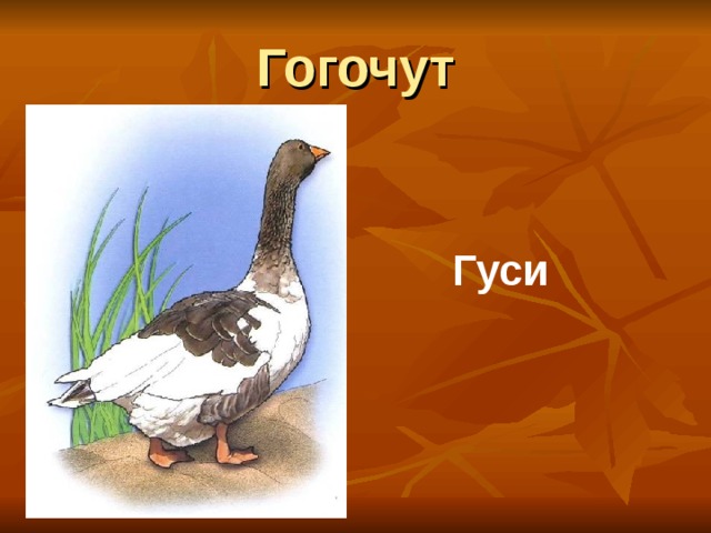 Гогочут Гуси 