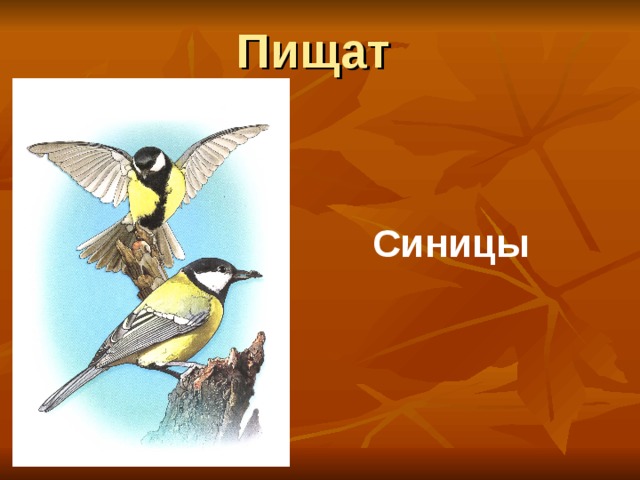 Пищат Синицы 