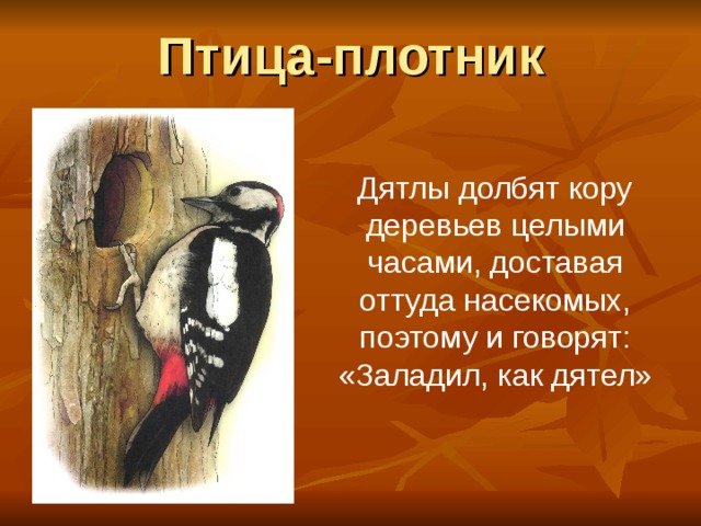 Птица-плотник Дятлы долбят кору деревьев целыми часами, доставая оттуда насекомых, поэтому и говорят: «Заладил, как дятел» 