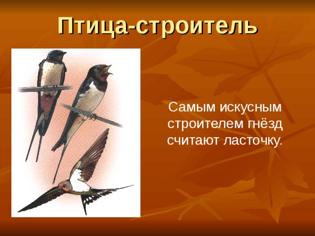 Птица-строитель Самым искусным строителем гнёзд считают ласточку. 