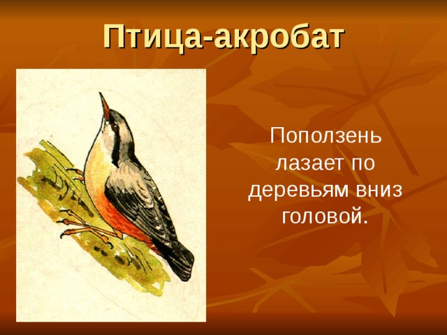 Птица-акробат Поползень лазает по деревьям вниз головой. 