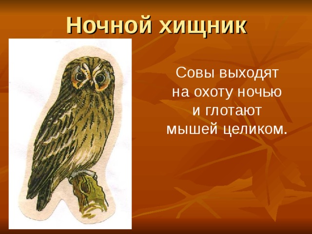 Ночной хищник Совы выходят на охоту ночью и глотают мышей целиком. 
