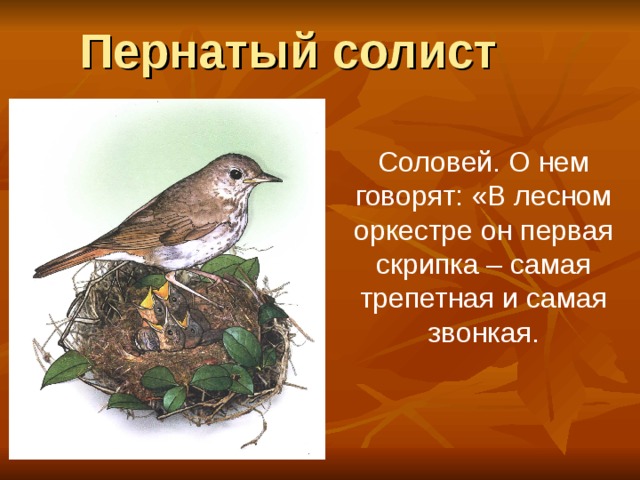 Пернатый солист Соловей. О нем говорят: «В лесном оркестре он первая скрипка – самая трепетная и самая звонкая. 