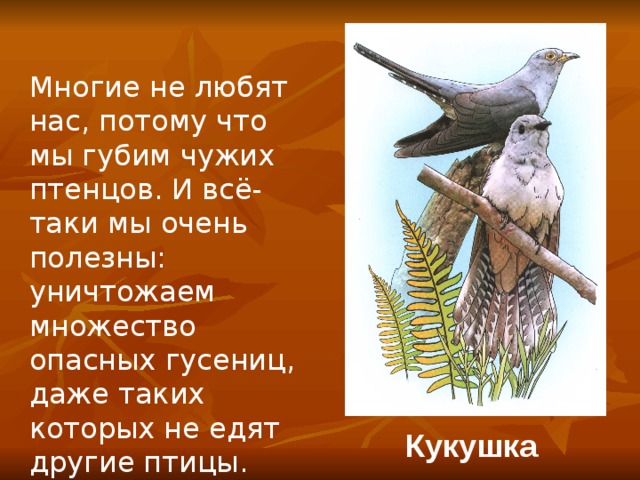 Многие не любят нас, потому что мы губим чужих птенцов. И всё-таки мы очень полезны: уничтожаем множество опасных гусениц, даже таких которых не едят другие птицы. Кукушка 