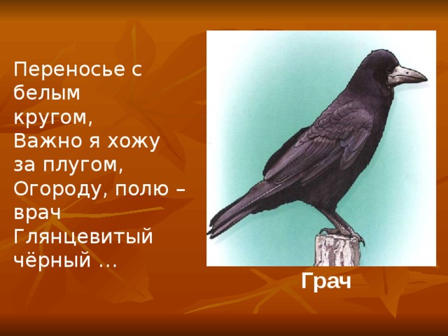  Переносье с белым кругом, Важно я хожу за плугом, Огороду, полю – врач Глянцевитый чёрный … Грач 
