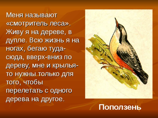 Меня называют «смотритель леса». Живу я на дереве, в дупле. Всю жизнь я на ногах, бегаю туда-сюда, вверх-вниз по дереву, мне и крылья-то нужны только для того, чтобы перелетать с одного дерева на другое.  Поползень 
