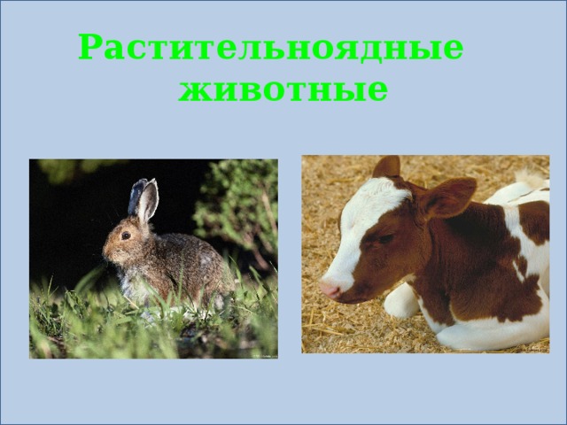 Почему численность промысловых растительноядных рыб