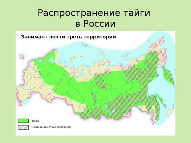 На каких территориях расположена тайга. Территория тайги на карте России. Тайга на карте России природных зон. Географическое положение тайги в России на карте. Распространение тайги в России.