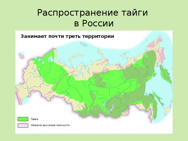 Где находится тайга. Распространение тайги в России. Территория тайги на карте России. Природная зона Тайга географическое положение. Географическое положение тайги в России карта.