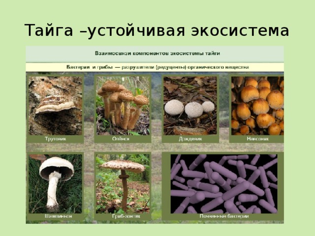 Бактерии и грибы составляют в экосистеме группу. Грибы и бактерии редуценты. Редуценты в экосистеме. Микроорганизмы тайги. Микроорганизмы редуценты.