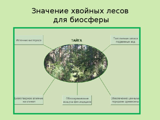 Значение в природе и жизни человека голосеменных