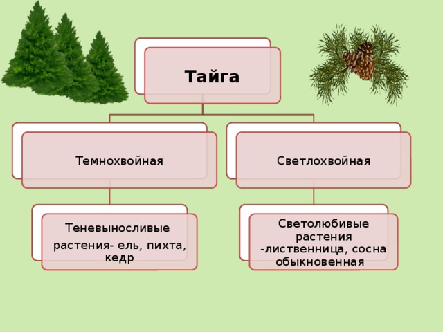 Уроки тайги 5 класс