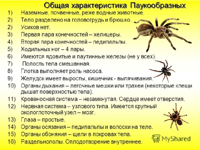 Признаки типа паукообразные