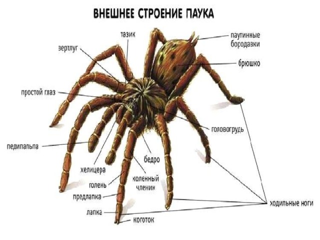 Паукообразные строение. Внешнее строение паука снизу. Членистоногие паукообразные строение. Паук строение снизу. Строение паука крестовика 7 класс биология.