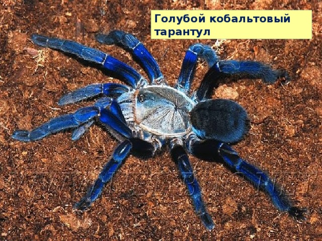 Голубой кобальтовый тарантул 