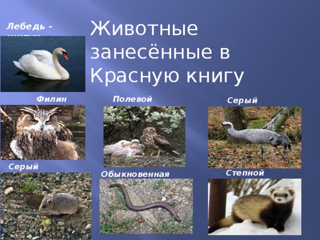 Красная книга татарстана животные и растения фото