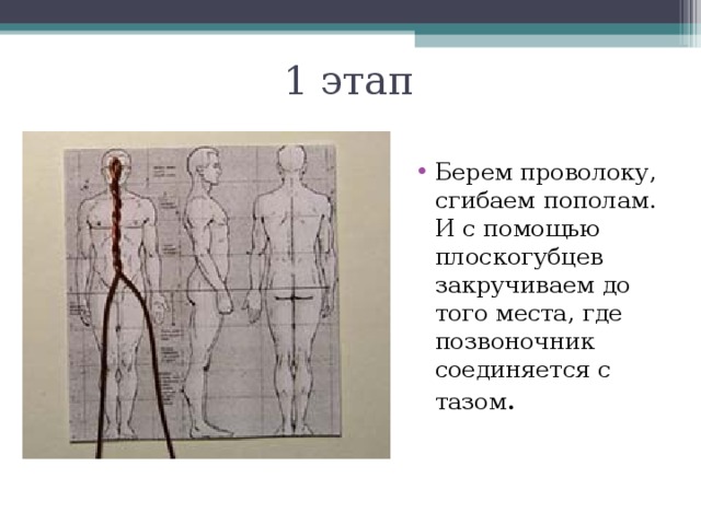 1 этап Берем проволоку, сгибаем пополам. И с помощью плоскогубцев закручиваем до того места, где позвоночник соединяется с тазом . 