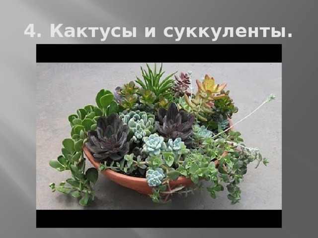 4. Кактусы и суккуленты. 