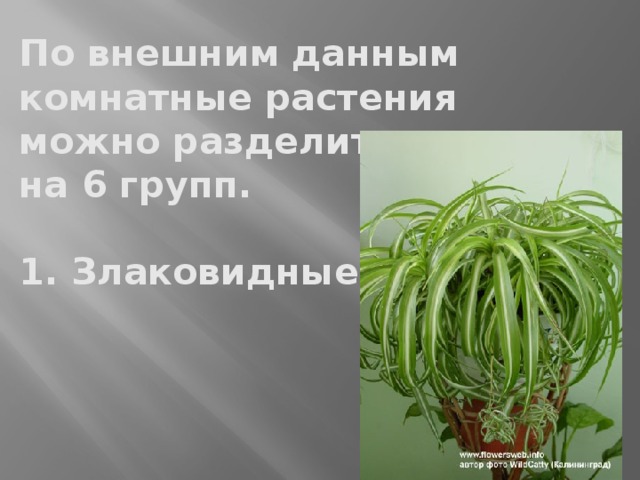По внешним данным комнатные растения  можно разделить  на 6 групп.   1. Злаковидные. 